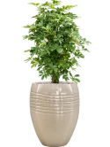 Schefflera arboricola 'Compacta' in Traces Grond (Vulkastrat)