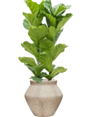 Ficus lyrata in Mineral Grond (Vulkastrat)