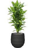 Dracaena fragrans 'Cintho' in Bordo Grond (Vulkastrat)