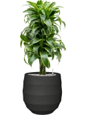 Dracaena fragrans 'Dorado' in Bordo Grond (Vulkastrat)