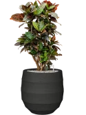 Croton (Codiaeum) variegatum 'Petra' in Bordo Grond (Vulkastrat)
