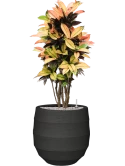 Croton (Codiaeum) variegatum 'Mrs. Iceton' in Bordo Grond (Vulkastrat)