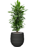 Dracaena fragrans 'Janet Lind' in Bordo Grond (Vulkastrat)