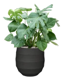 Monstera deliciosa in Bordo Grond (Vulkastrat)