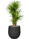 Pleomele (Dracaena) 'Anita Variegata' in Bordo Grond (Vulkastrat)