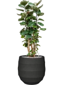 Aralia (Polyscias) 'Fabian' in Bordo Grond (Vulkastrat)