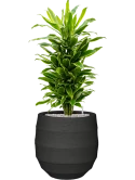 Dracaena fragrans 'Golden Coast' in Bordo Grond (Vulkastrat)