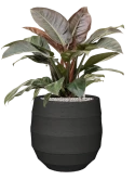 Philodendron `Imperial Red' in Bordo Grond (Vulkastrat)