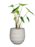 Alocasia zebrina in Bordo Grond (Vulkastrat)