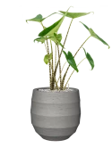 Alocasia zebrina in Bordo Grond (Vulkastrat)
