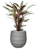 Calathea rufibarba 'Wavestar' in Bordo Grond (Vulkastrat)