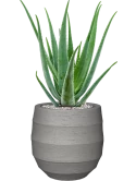 Aloe vera barbadensis in Bordo Grond (Vulkastrat)