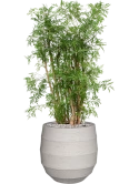 Aralia (Polyscias) 'Ming' in Bordo Grond (Vulkastrat)