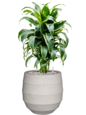 Dracaena fragrans 'Dorado' in Bordo Grond (Vulkastrat)