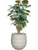Aralia (Polyscias) 'Fabian' in Bordo Grond (Vulkastrat)