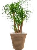 Beaucarnea recurvata in Terra Cotta Doppio Grond (Vulkastrat)