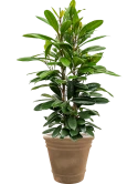 Ficus cyathistipula in Terra Cotta Doppio Grond (Vulkastrat)