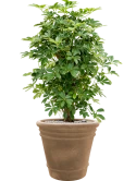 Schefflera arboricola 'Compacta' in Terra Cotta Doppio Grond (Vulkastrat)