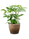 Schefflera actinophylla 'Amate' in Cinnamon Grond (Vulkastrat)