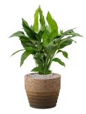 Spathiphyllum 'Sweet Lauretta' in Cinnamon Grond (Vulkastrat)