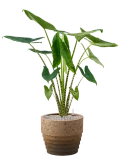 Alocasia zebrina in Cinnamon Grond (Vulkastrat)