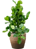 Clusia rosea in Cinnamon Grond (Vulkastrat)
