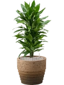 Dracaena fragrans 'Janet Lind' in Cinnamon Grond (Vulkastrat)