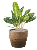 Aglaonema 'Key Lime' in Cinnamon Grond (Vulkastrat)