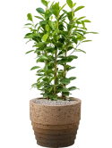 Ficus microcarpa 'Moclame' in Cinnamon Grond (Vulkastrat)