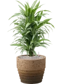 Dracaena deremensis 'Warneckei' in Cinnamon Grond (Vulkastrat)