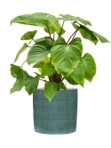 Homalomena rubescens 'Maggy' in Plain Striped Grond (Vulkastrat)
