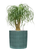 Beaucarnea recurvata in Plain Striped Grond (Vulkastrat)