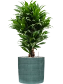 Dracaena fragrans 'Compacta' in Plain Striped Grond (Vulkastrat)