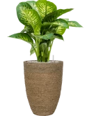 Dieffenbachia seguine 'Reeva' in Bohemian Grond (Vulkastrat) Grond (Vulkastrat)