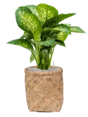 Dieffenbachia seguine 'Reeva' in Bohemian Grond (Vulkastrat)
