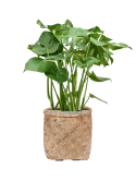 Monstera deliciosa in Bohemian Grond (Vulkastrat)