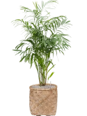 Chamaedorea seifrizii in Bohemian Grond (Vulkastrat)