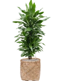 Dracaena fragrans 'Janet Lind' in Bohemian Grond (Vulkastrat)