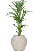 Kentia (Howea) forsteriana in Mediterranean Grond (Vulkastrat) Grond (Vulkastrat)