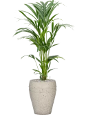 Kentia (Howea) forsteriana in Mediterranean Grond (Vulkastrat) Grond (Vulkastrat)
