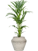 Kentia (Howea) forsteriana in Mediterranean Grond (Vulkastrat) Grond (Vulkastrat)