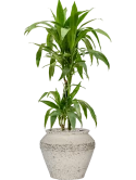 Dracaena fragrans 'Janet Craig' in Mediterranean Grond (Vulkastrat) Grond (Vulkastrat)