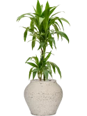 Dracaena fragrans 'Janet Craig' in Mediterranean Grond (Vulkastrat) Grond (Vulkastrat)