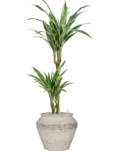 Dracaena deremensis 'Warneckei' in Mediterranean Grond (Vulkastrat) Grond (Vulkastrat)