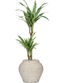 Dracaena deremensis 'Warneckei' in Mediterranean Grond (Vulkastrat) Grond (Vulkastrat)