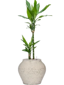 Dracaena fragrans 'Burundii' in Mediterranean Grond (Vulkastrat) Grond (Vulkastrat)