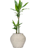 Dracaena fragrans 'Burundii' in Mediterranean Grond (Vulkastrat) Grond (Vulkastrat)