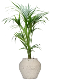 Kentia (Howea) forsteriana in Mediterranean Grond (Vulkastrat) Grond (Vulkastrat)