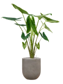 Alocasia zebrina in Baq Nucast Grond (Vulkastrat) Grond (Vulkastrat)