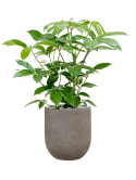 Schefflera actinophylla 'Amate' in Baq Nucast Grond (Vulkastrat)